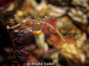 Juvenile Ghost Pipe Fish by Beate Seiler 